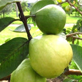 White Guava Tree Live, 8-10 Inc Tall Tropical Fruit Tree, Sweet Guava Plant for Outdoor or Indoor Planting, WEL-Rooted
