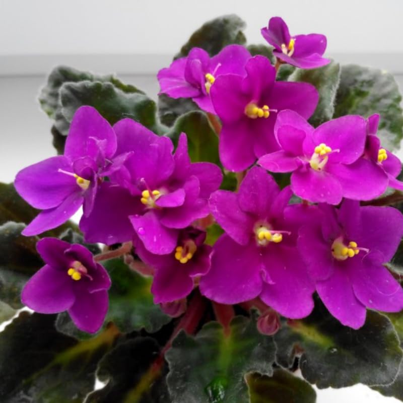 Purple African Violets Live Plants House Plants in 4" Pot, Vibrant Blooms for Indoor Décor, Home or Office, Easy to Grow