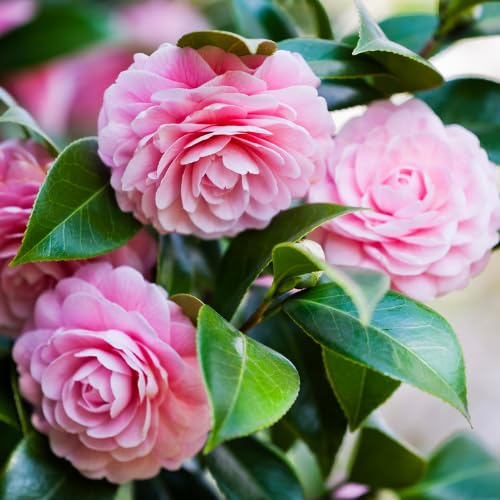 Live Pink Camellia Plant in 4" Pot, Camellia Japonica 1 Year Old Seedling Outdoor Growing