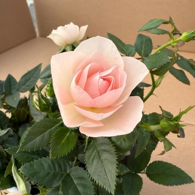 Light Pink Mini Rose Plant Live, Miniature Rose Bush in 3" Pot, Indoor Outdoor Flowering Plant, Compact Live Rose for Gifts and Gardens