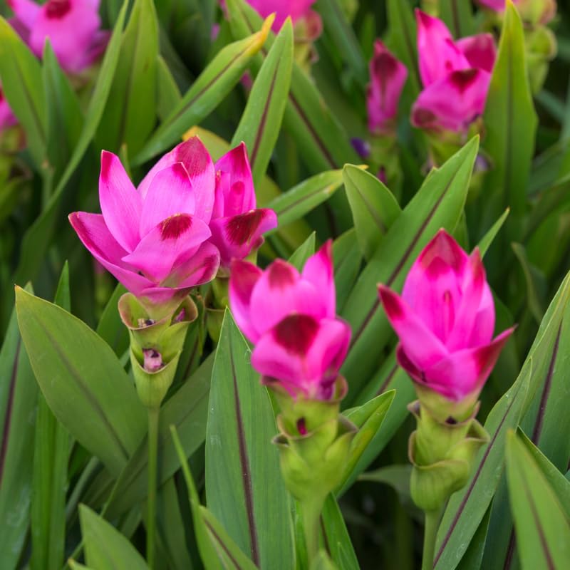 Pack 2 Curcuma Turmeric Ginger Plants Live 5 to 9 Inch Tall, Turmeric Live Plants, Ornamental Ginger Flowers