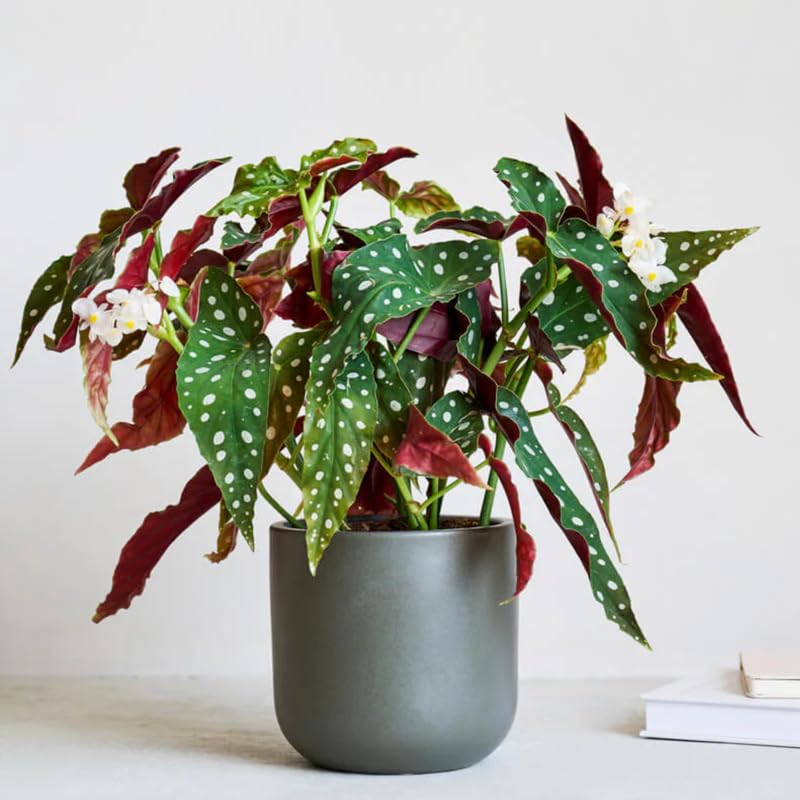 Angel Wing Begonia Live Plant, Polka Dot Begonia Maculata Plants, 4-7" Starter Indoor Outdoor Houseplant Décor, Air-Purifying and Easy Care, Spotted Begonia with White Flowers