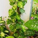 Golden Pothos Live Plant, 4-6" Tall Hanging Houseplant, Pothos Plant for Indoor Outdoors Garden, Live Houseplants Without Pot
