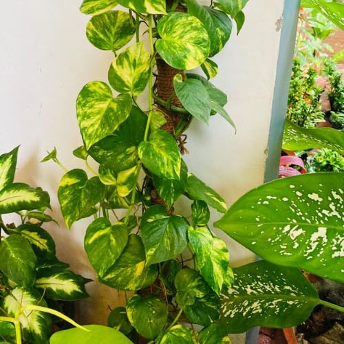 Golden Pothos Live Plant, 4-6" Tall Hanging Houseplant, Pothos Plant for Indoor Outdoors Garden, Live Houseplants Without Pot