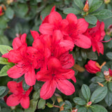 Red Azalea Plant in 4 Inch Pot, 8-10 Inch Tall, Azalea Bush Rhododendron Like Flowering Shrub with Vibrant Spring Blooms for Garden and Containers