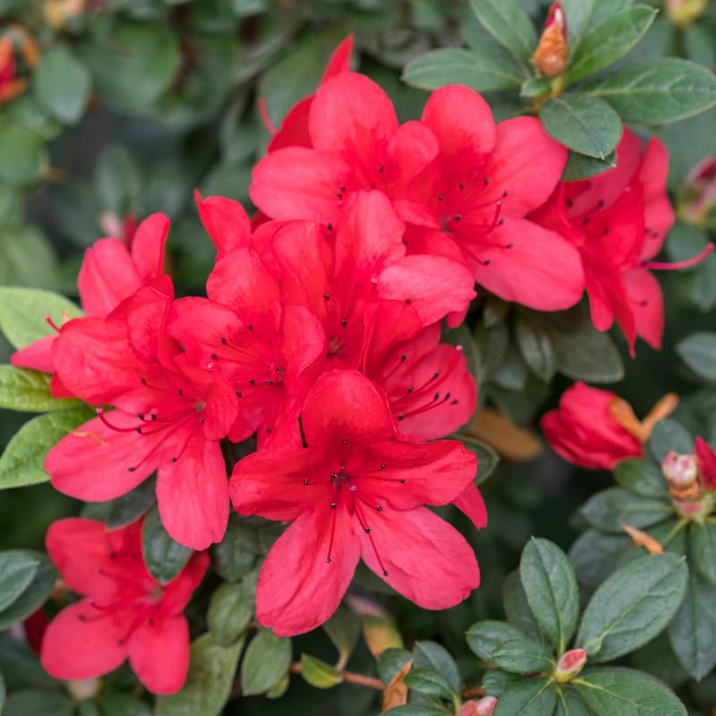 Red Azalea Plant in 4 Inch Pot, 8-10 Inch Tall, Azalea Bush Rhododendron Like Flowering Shrub with Vibrant Spring Blooms for Garden and Containers