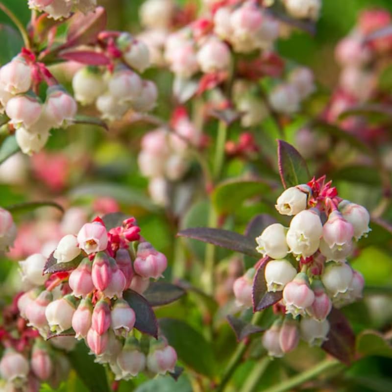2 Blueberry Plant Live 1 Year Old, Sweet Blueberry Bush Live Plant, Blueberry Tree Live, Blueberries Shrub (Earliblue Blueberry Plants)