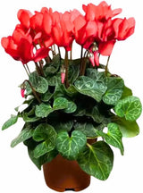 Red Cyclamen Live Plant in Pot, Hardy Cyclamen Plant Live Vibrant Blooms, in 4 Inc Pot, Indoor Flowering Houseplant for Year-Round Display