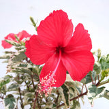 Snow Hibiscus Plant Live, Hardy Hibiscus Flowers Colorful Blooms for Outdoor Landscapes, 8-10 Inch Height, Hibiscus Shrubs, No Pot, Well-Rooted