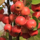 2 Dolgo Crabapple Plants Live, Crabapple Trees Live Plants for Planting 1.5 to 2 Feet Height, White Flowering Crabapple Live Plant