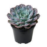 Blue Green Echeveria Live Plant, Echeveria Succulent Plant in 4 Inch Pot, Easy Care Succulent for Indoor Outdoor Houseplant