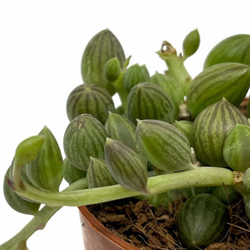 String of Watermelon Live Plant, Trailing Succulent Plants in 2 Inch Pot, String of Watermelon Plant, Easy Indoor Houseplant for Hanging Pots, Indoor Garden