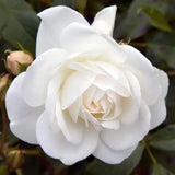 White Mini Rose Plant Live, Miniature Rose Bush in 3" Pot, Indoor Outdoor Flowering Plant, Compact Live Rose for Gifts and Gardens