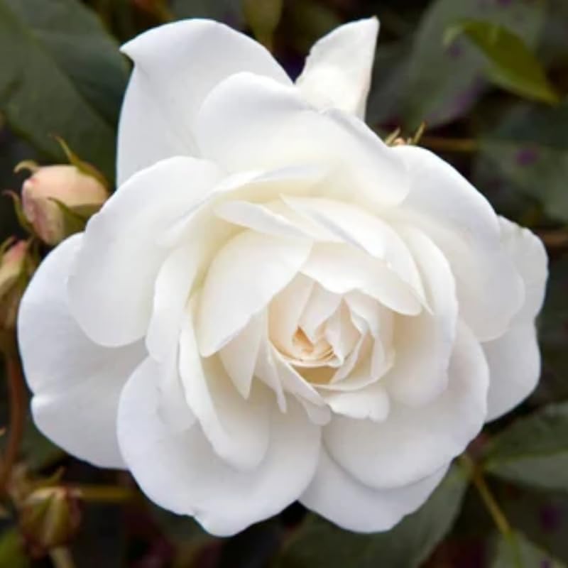 White Mini Rose Plant Live, Miniature Rose Bush in 3" Pot, Indoor Outdoor Flowering Plant, Compact Live Rose for Gifts and Gardens