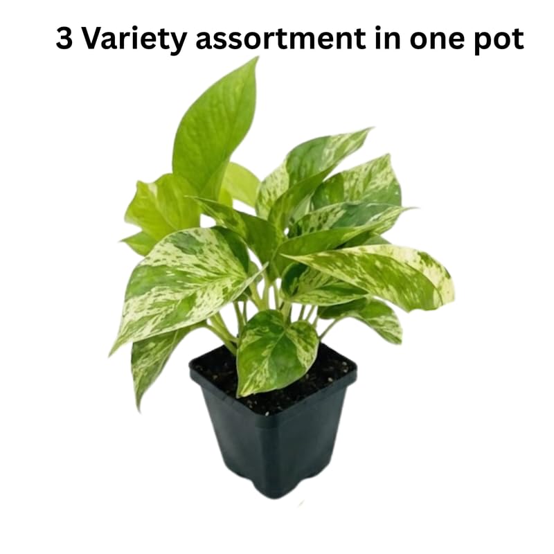 Set 3 Pothos Live Plants, Assorted Pothos Plant Live Indoor, Hanging Basket Vine Plant Indoor Outdoor, Easy to Plant