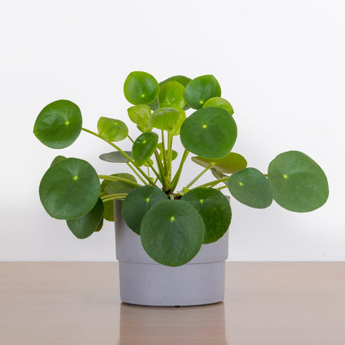 Pilea Peperomioides Live Plant, Money Plant, 3 Inch Pot for Indoor or Outdoor Growing