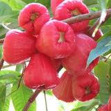 Red Wax Apple Tree Live, Apple Fruit Tree 2–3 Feet Tall, Tropical Fruit Tree for Outdoor Planting
