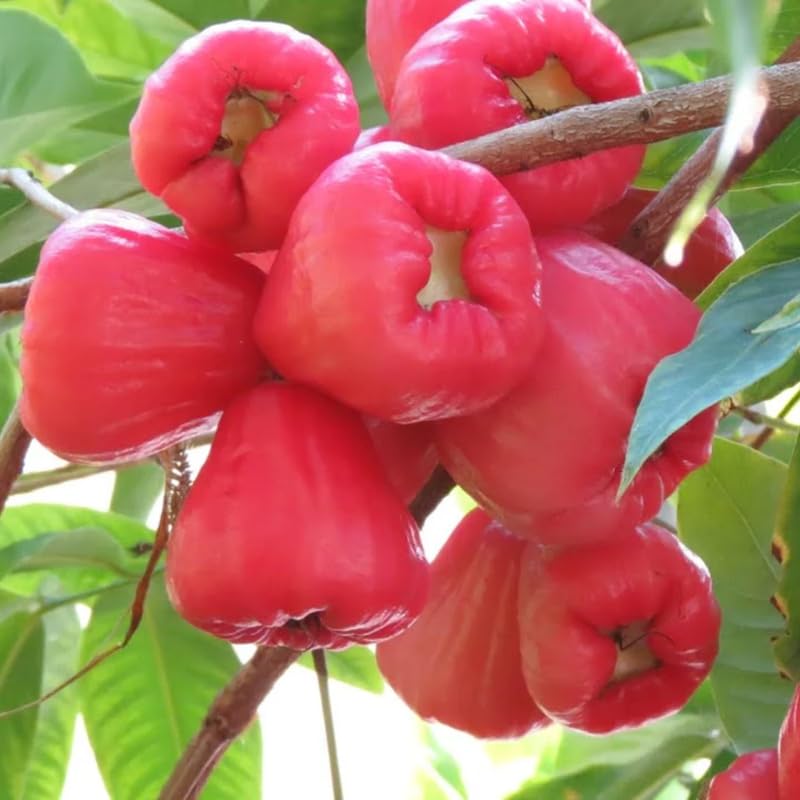Red Wax Apple Tree Live, Apple Fruit Tree 2–3 Feet Tall, Tropical Fruit Tree for Outdoor Planting
