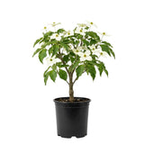 White Kousa Dogwood Tree Live Plant in Quart Pot, Flowering Dogwood Tree for Outdoor Garden, Ornamental Tree for Landscape, Yard or Garden Planting
