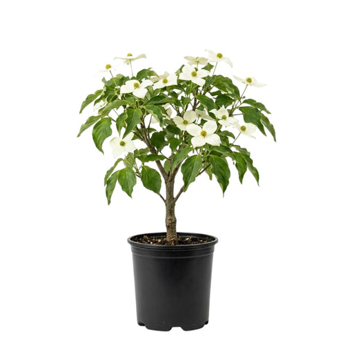White Kousa Dogwood Tree Live Plant in Quart Pot, Flowering Dogwood Tree for Outdoor Garden, Ornamental Tree for Landscape, Yard or Garden Planting