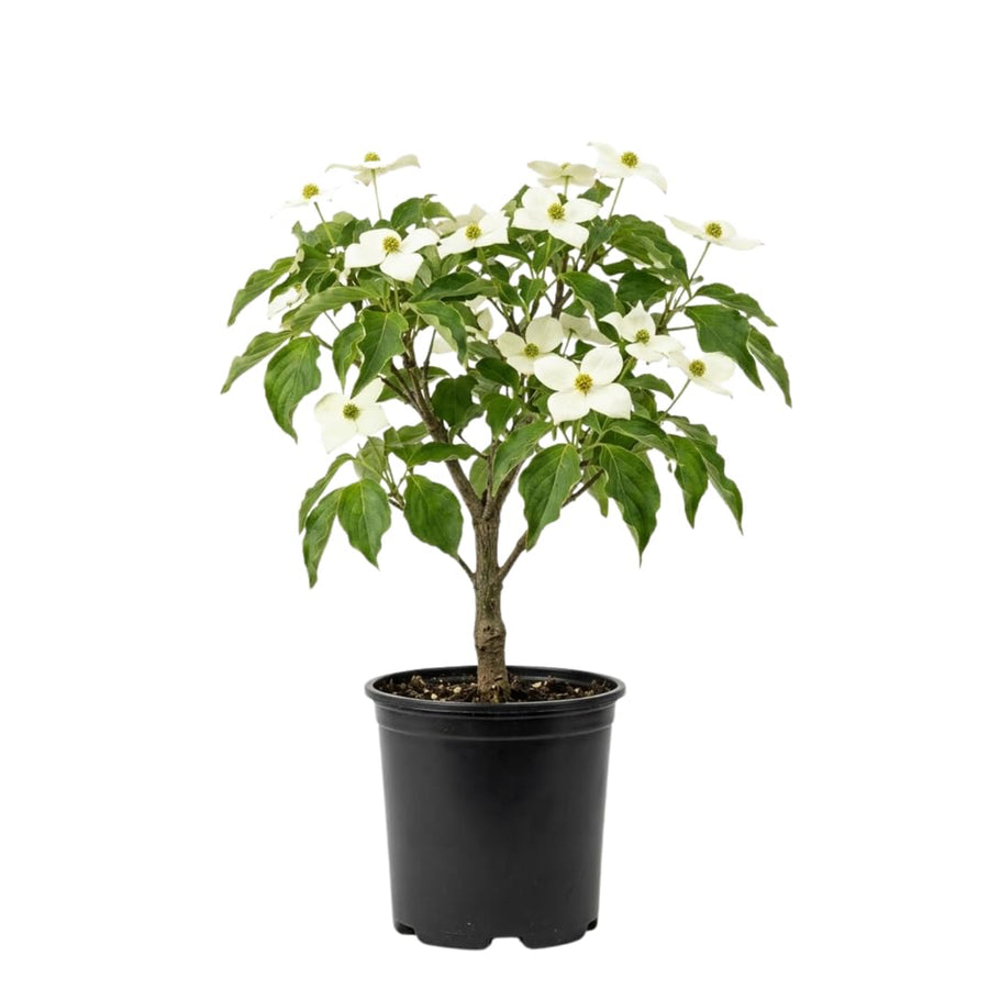 White Kousa Dogwood Tree Live Plant in Quart Pot, Flowering Dogwood Tree for Outdoor Garden, Ornamental Tree for Landscape, Yard or Garden Planting