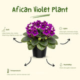 Purple African Violet Live Plant, African Violet Houseplant in 4" Pot, Blooming Indoor Plant for Home or Office with Vibrant Flowers