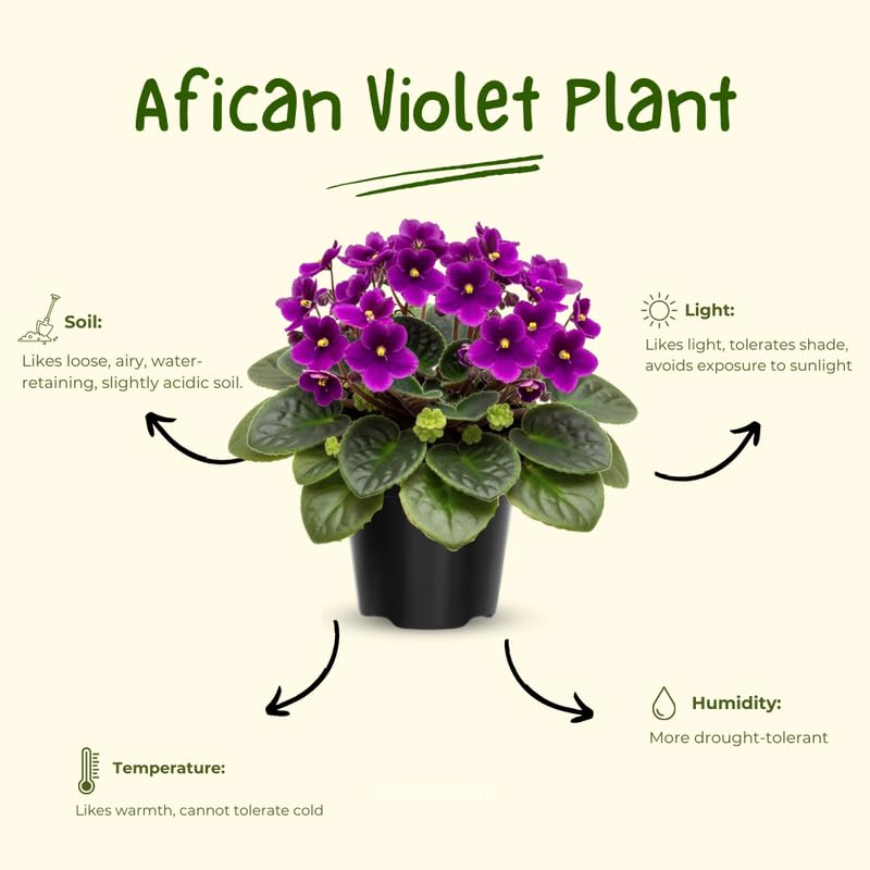 Purple African Violet Live Plant, African Violet Houseplant in 4" Pot, Blooming Indoor Plant for Home or Office with Vibrant Flowers