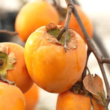 2 Persimmon Trees Live Plants in Quart Pot, Hardy and Sweet American Persimmon Fruit Trees for Outdoor Planting, 7-15 Inches in Tall, Dormant in Winter