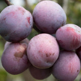 3 Year Old Santa Rosa Plum Tree Plant Live for Spring Planting, 2-3 Feet in Height, Sweet Plum Trees for Planting