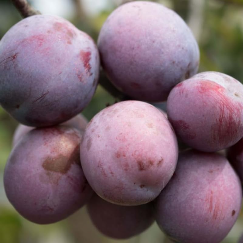 3 Year Old Santa Rosa Plum Tree Plant Live for Spring Planting, 2-3 Feet in Height, Sweet Plum Trees for Planting