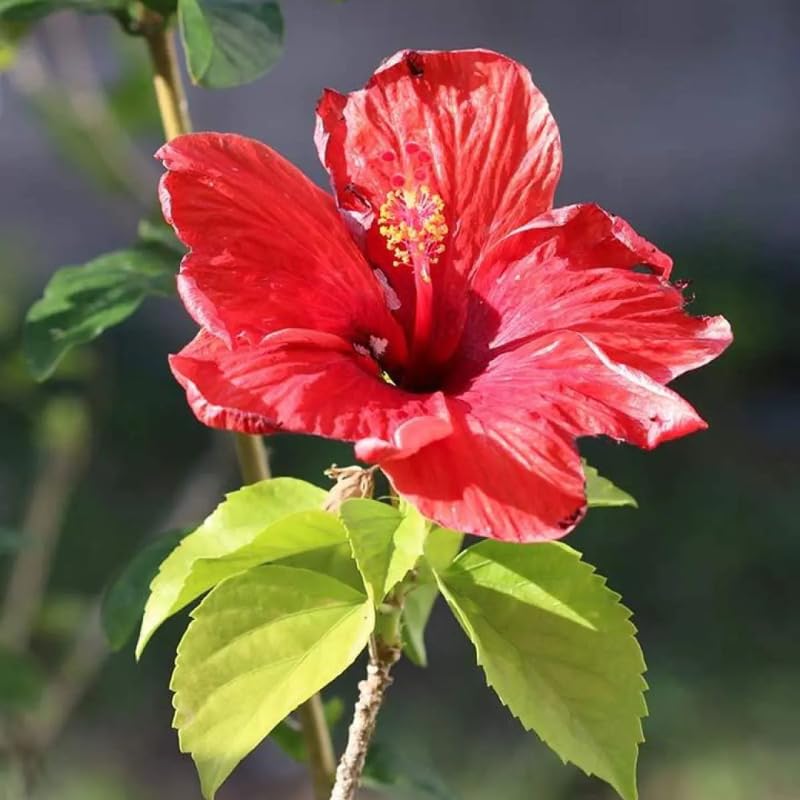 Deep Red Hibiscus Plant Live, Hardy Hibiscus Flowers for Outdoor Landscapes, 5-9 Inch Height, Ornamental Hibiscus Bush Shrub, Well-Rooted, No Pot