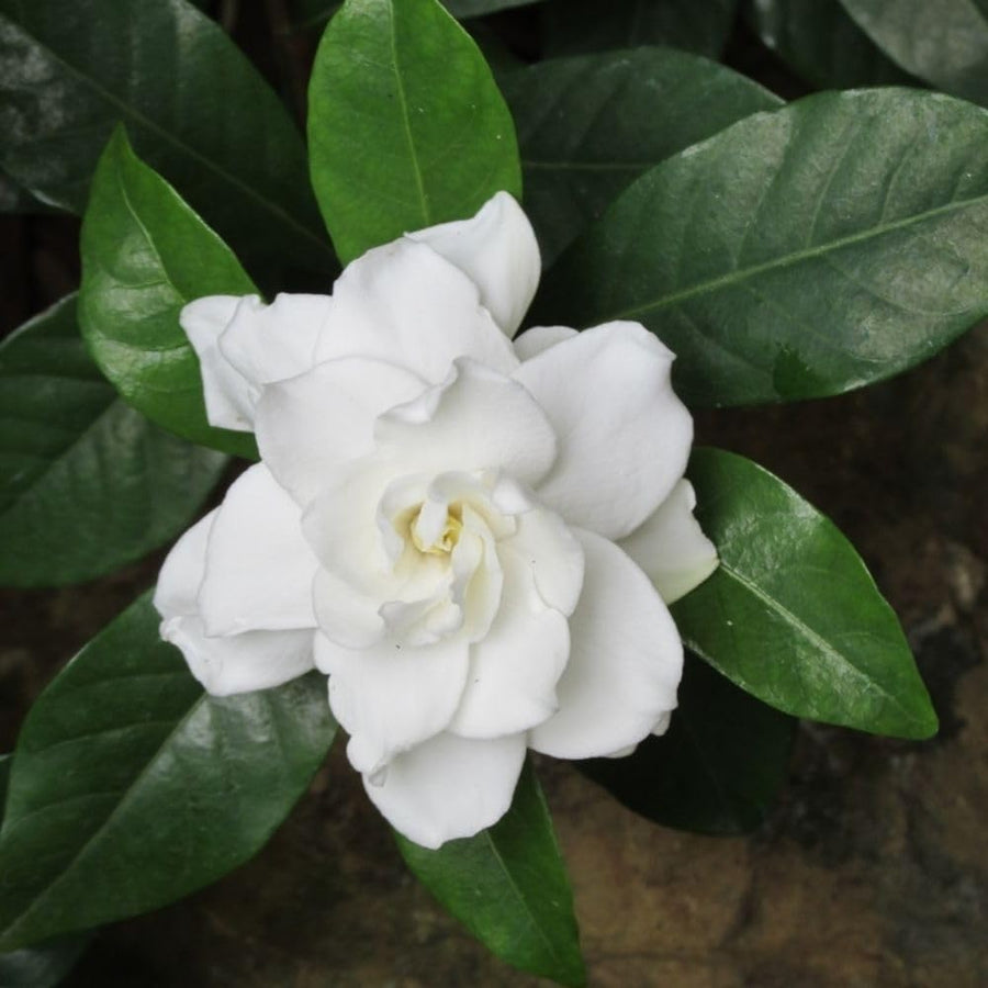 Gardenia Plant Live, 7-9 Inches Tall in 3.5'' Pot, Fragrant White Gardenia Plants Potted, Jasmine Flower for Indoor Outdoor Growing
