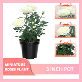 White Mini Rose Plant Live, Miniature Rose Bush in 3" Pot, Indoor Outdoor Flowering Plant, Compact Live Rose for Gifts and Gardens