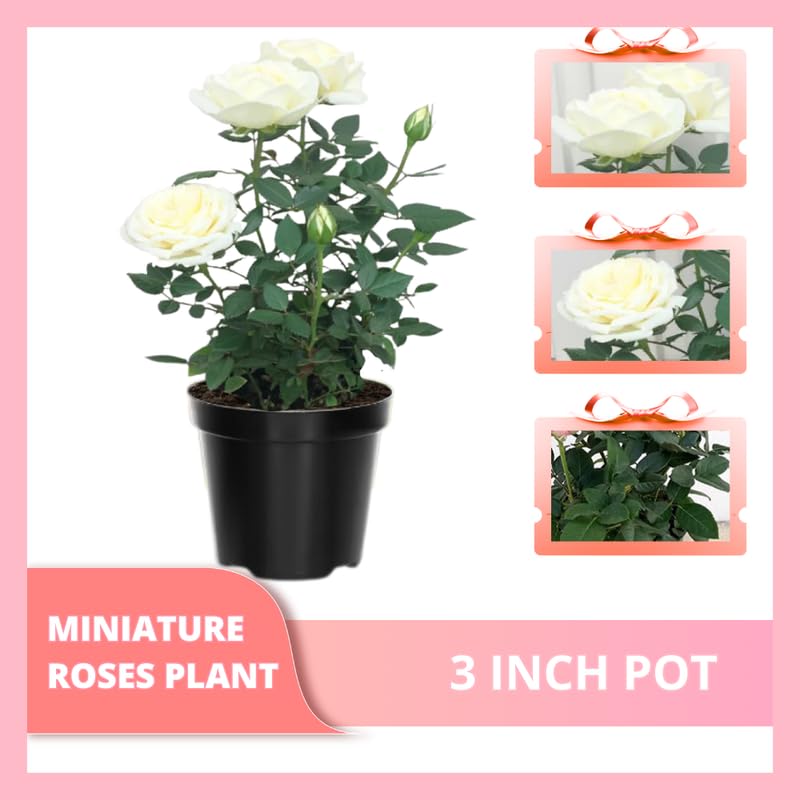 White Mini Rose Plant Live, Miniature Rose Bush in 3" Pot, Indoor Outdoor Flowering Plant, Compact Live Rose for Gifts and Gardens