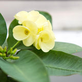 Euphorbia Milii Live Plant, Crown of Thorns Live Plant, Mix Flower Houseplant, 5-8 Inc Tall, Cold Hardy (Yellow)