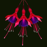 Hardy Fuchsia Plants Live Hanging Basket, Purple Red Fuchsia Plant Pot, 5 Inches Pot, Perennial Colorful Flower Plant