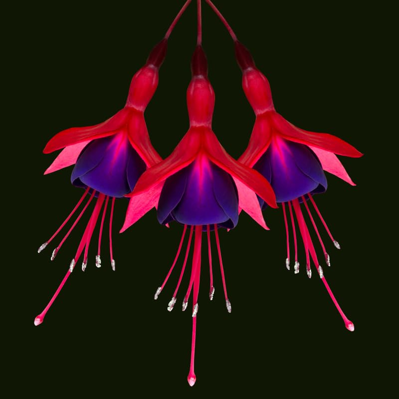 Hardy Fuchsia Plants Live Hanging Basket, Purple Red Fuchsia Plant Pot, 5 Inches Pot, Perennial Colorful Flower Plant