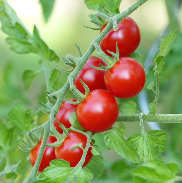Lot 4 Tomato Plants Live for Planting Outdoors, Large and Juicy Tomatoes, Well Rooted, 6 to 8 Inch - Red Cherry Tomato