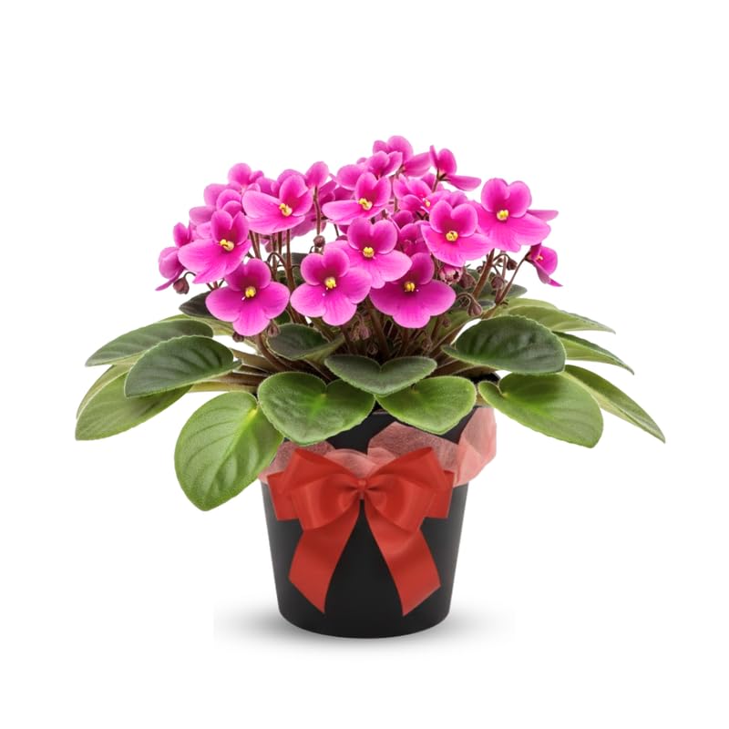 Pink African Violets Live Plants House Plants in 4" Pot, Vibrant Blooms for Indoor Décor, Home or Office, Easy to Grow