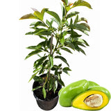 Avocado Tree Live Plant, Grafted Avocado Tree 3 Feet Tall in 3 Gallon Pot, Tropical Fruit Tree, Creamy Flavor