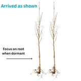 10 Months Old American Hazelnut Trees Live Plants, Dormant Hazelnut Trees in Winter