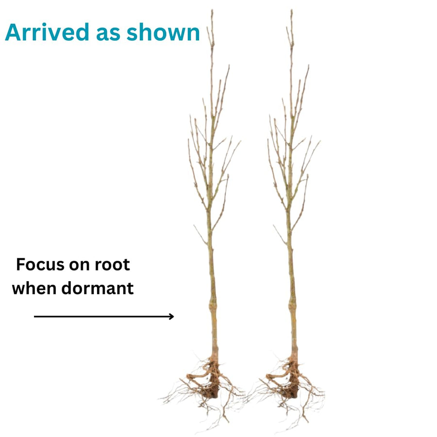 1 Year Old Hazelnut Tree Live Plant, American Hazelnut Nuts Tree Dormant in Winter