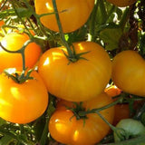 Lot 4 Tomato Plants Live for Planting Outdoors, Large and Juicy Tomatoes, Well Rooted, 6 to 8 Inch - Yellow Tomato