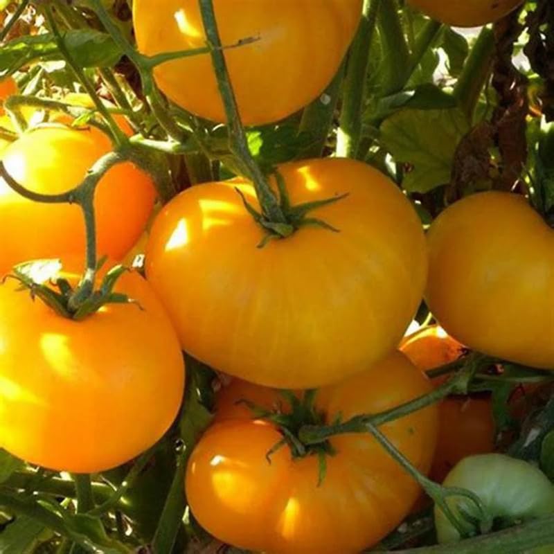 Lot 4 Tomato Plants Live for Planting Outdoors, Large and Juicy Tomatoes, Well Rooted, 6 to 8 Inch - Yellow Tomato