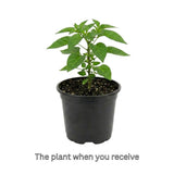 Red Carolina Reaper Chili Pepper Plant 3-6 Inch, Hot Pepper Plants for Garden Planting, Indoor or Outdoor Growing, 4 Inch Pot Plant