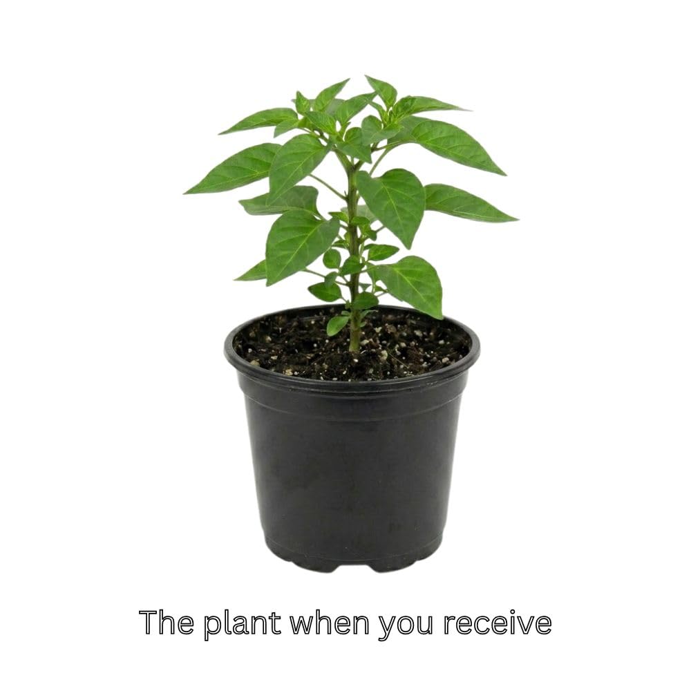Red Carolina Reaper Chili Pepper Plant 3-6 Inch, Hot Pepper Plants for Garden Planting, Indoor or Outdoor Growing, 4 Inch Pot Plant