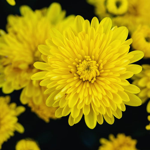 2 Mums Plants Live, Yellow Chrysanthemum Plants Live, 5 to 7 Inc Long