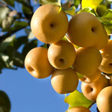 2 to 3 Feet Tall, Asian Pear Tree Live Plant, Live Pear Plant Tree, Pear Live Plant, Sweet Fruit Plant, Pear Tree Plant