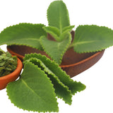 4 Cuban Oregano Live Plant, Oregano Plants Live, Spanish Thyme Vegetable Plants Live, Mexican Mint Plant, 3 to 5 Inc Tall