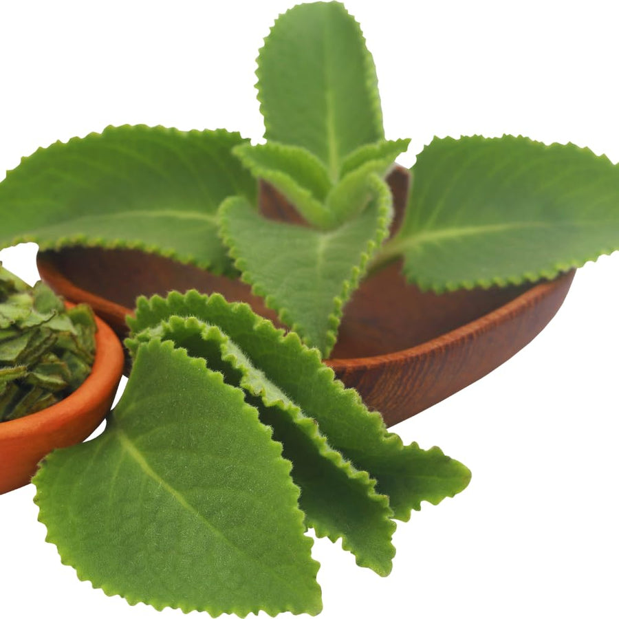 4 Cuban Oregano Live Plant, Oregano Plants Live, Spanish Thyme Vegetable Plants Live, Mexican Mint Plant, 3 to 5 Inc Tall